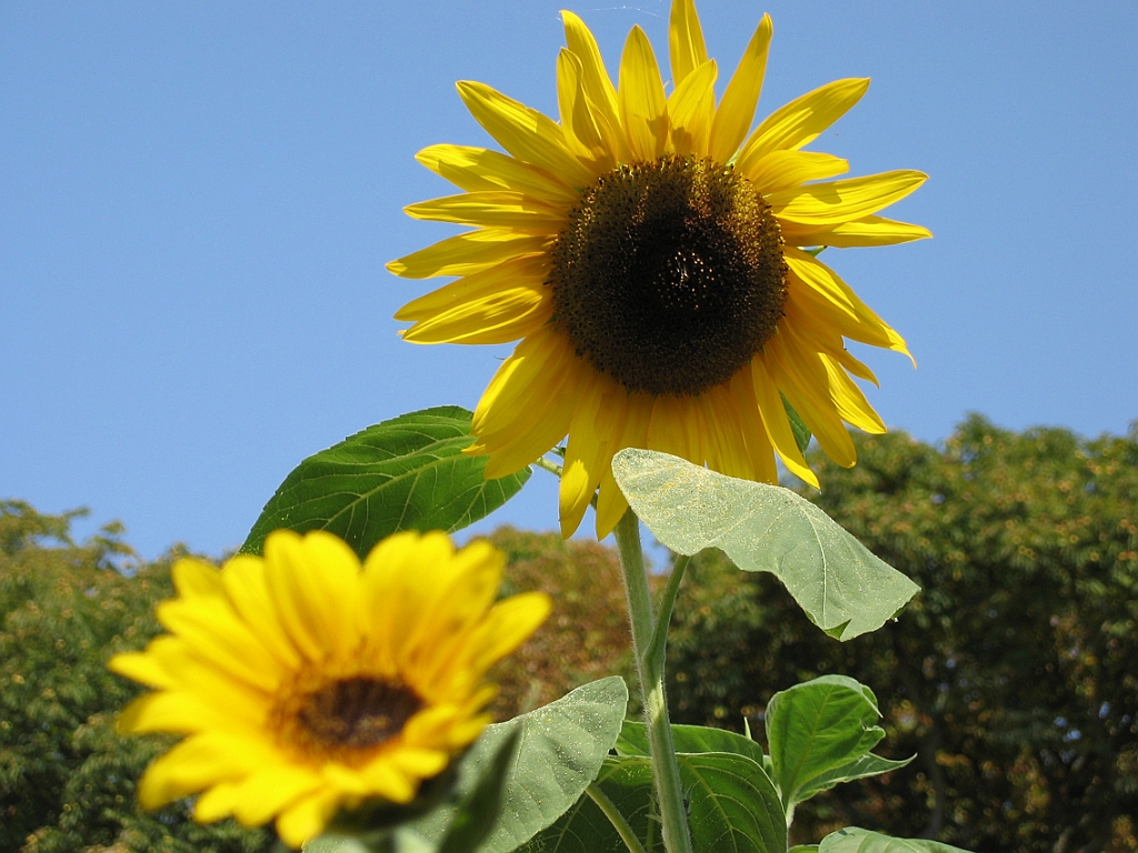 Tournesol 3.jpg